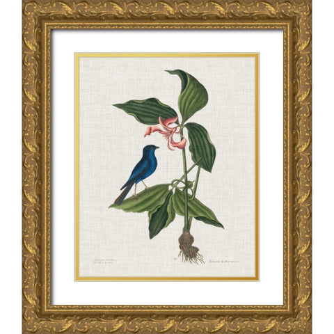Studies in Nature III Gold Ornate Wood Framed Art Print with Double Matting by Catesby, Mark