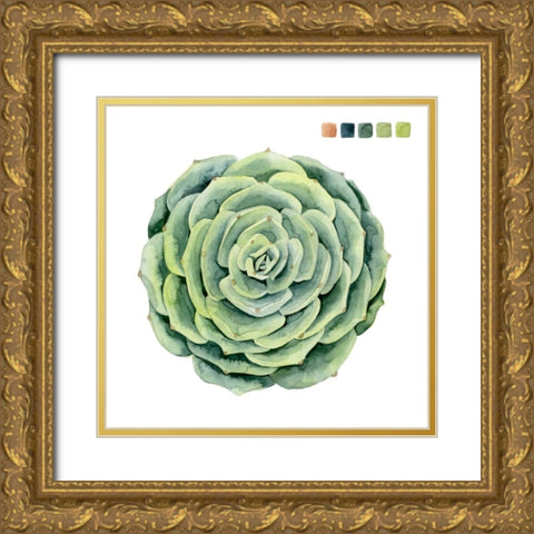 Succulent Swatches IV Gold Ornate Wood Framed Art Print with Double Matting by Popp, Grace