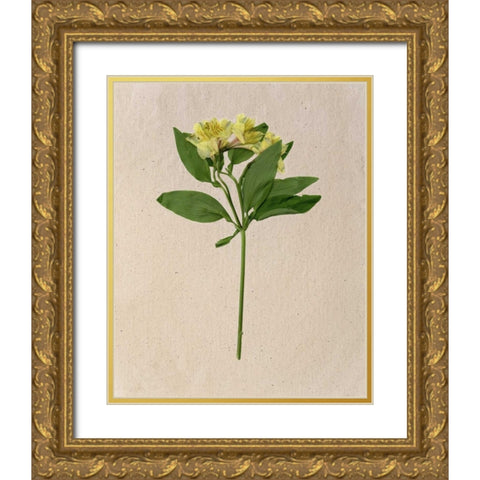 Pretty Pressed Flowers II Gold Ornate Wood Framed Art Print with Double Matting by Wang, Melissa