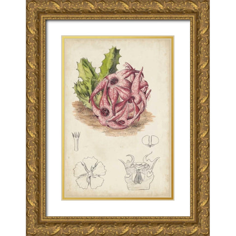 Antique Cactus III Gold Ornate Wood Framed Art Print with Double Matting by Curtis