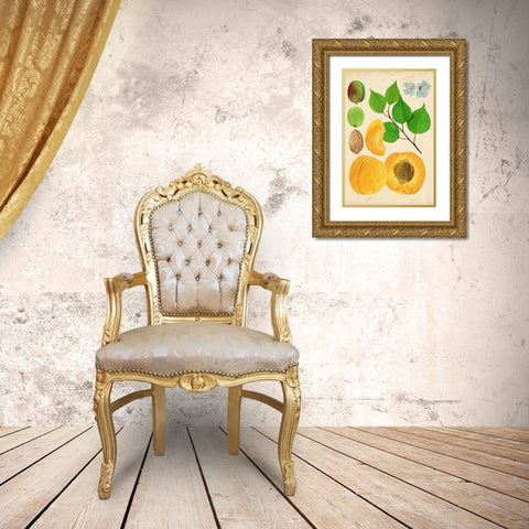 Apricot Study II Gold Ornate Wood Framed Art Print with Double Matting by Wang, Melissa