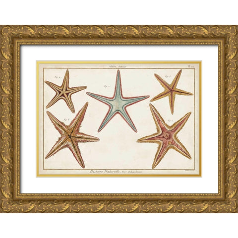 Starfish Naturelle I Gold Ornate Wood Framed Art Print with Double Matting by Diderot, Denis