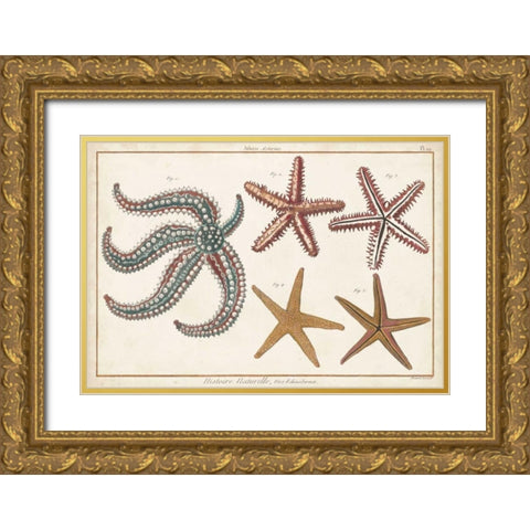 Starfish Naturelle II Gold Ornate Wood Framed Art Print with Double Matting by Diderot, Denis