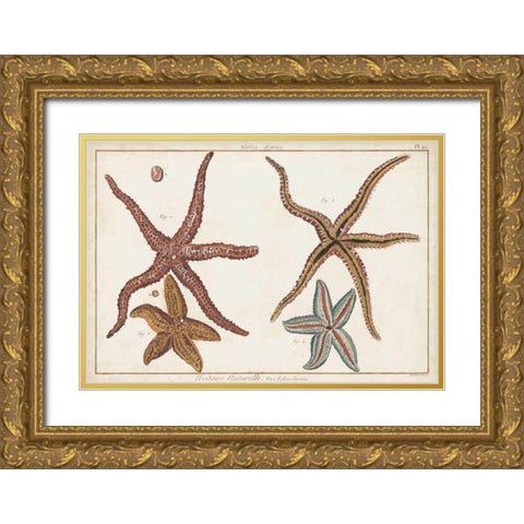 Starfish Naturelle III Gold Ornate Wood Framed Art Print with Double Matting by Diderot, Denis