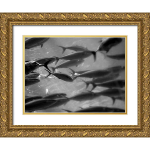 Underwater World 31 Gold Ornate Wood Framed Art Print with Double Matting by Dag, Inc.