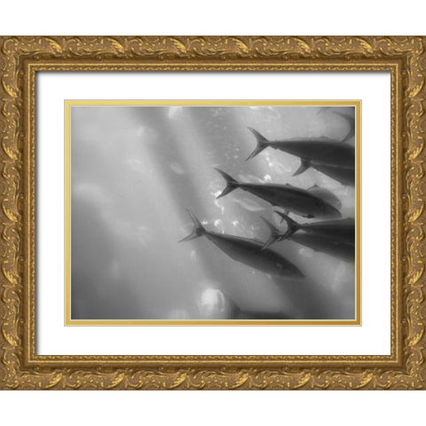 Underwater World 32 Gold Ornate Wood Framed Art Print with Double Matting by Dag, Inc.