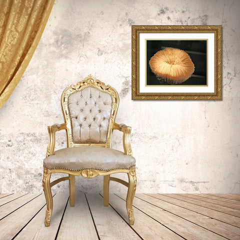 Underwater World 39 Gold Ornate Wood Framed Art Print with Double Matting by Dag, Inc.