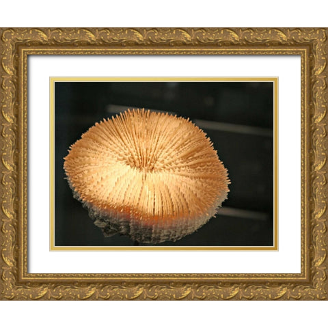 Underwater World 39 Gold Ornate Wood Framed Art Print with Double Matting by Dag, Inc.