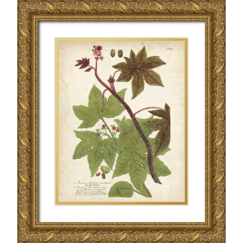 Weinmann Tropical Plants II Gold Ornate Wood Framed Art Print with Double Matting by Weinmann, Johann