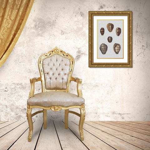 Shell Display IV Gold Ornate Wood Framed Art Print with Double Matting by Diderot, Denis