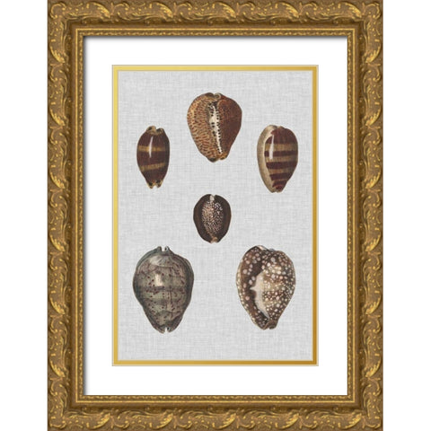 Shell Display IV Gold Ornate Wood Framed Art Print with Double Matting by Diderot, Denis