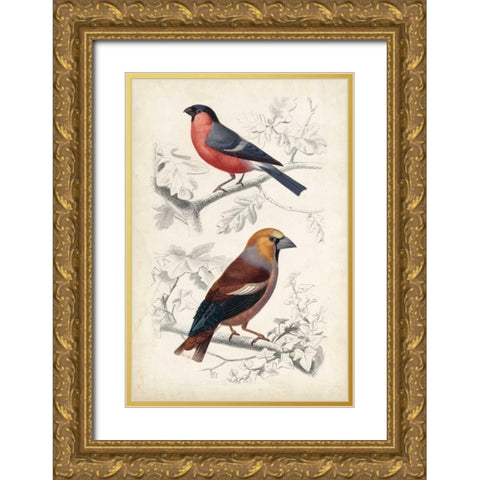 D Orbigny Birds IV Gold Ornate Wood Framed Art Print with Double Matting by D Orbigny, M. Charles