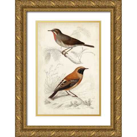 D Orbigny Birds VI Gold Ornate Wood Framed Art Print with Double Matting by D Orbigny, M. Charles