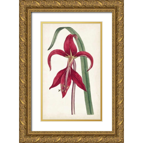 Curtis Garden Beauties I Gold Ornate Wood Framed Art Print with Double Matting by Curtis