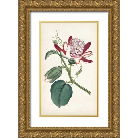 Curtis Garden Beauties IV Gold Ornate Wood Framed Art Print with Double Matting by Curtis