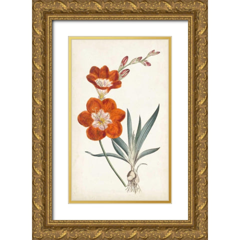 Curtis Garden Beauties V Gold Ornate Wood Framed Art Print with Double Matting by Curtis
