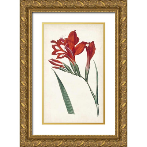 Curtis Garden Beauties VI Gold Ornate Wood Framed Art Print with Double Matting by Curtis