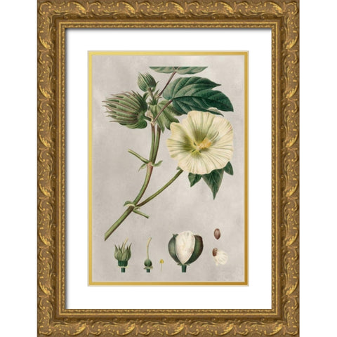 Tropical Varieties II Gold Ornate Wood Framed Art Print with Double Matting by Bessa, Pancrace