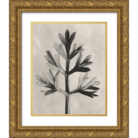 Blossfeldt Botanical I Gold Ornate Wood Framed Art Print with Double Matting by Blossfeldt, Karl