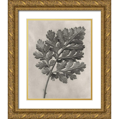 Blossfeldt Botanical III Gold Ornate Wood Framed Art Print with Double Matting by Blossfeldt, Karl