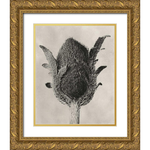 Blossfeldt Botanical VI Gold Ornate Wood Framed Art Print with Double Matting by Blossfeldt, Karl