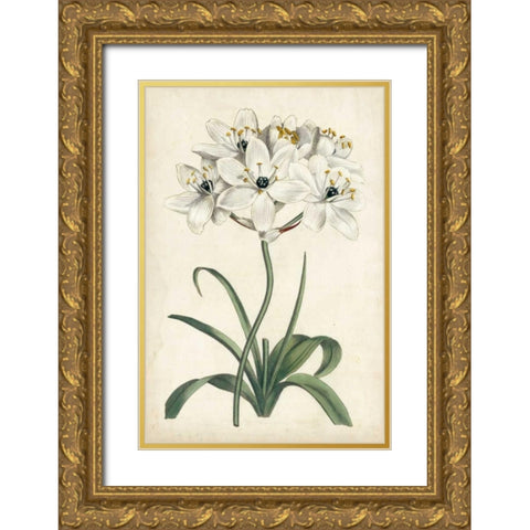 Ivory Garden V Gold Ornate Wood Framed Art Print with Double Matting by Curtis