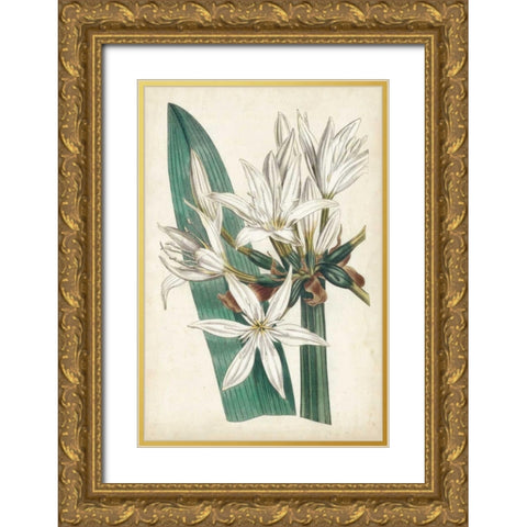 Ivory Garden VI Gold Ornate Wood Framed Art Print with Double Matting by Curtis