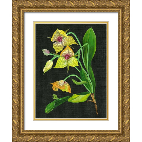 Telipogon Caulescens I Gold Ornate Wood Framed Art Print with Double Matting by Wang, Melissa