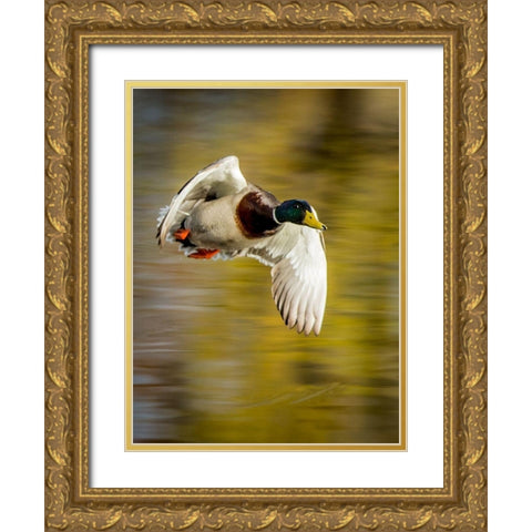 Mallard Flight I Gold Ornate Wood Framed Art Print with Double Matting by Stockton, Tyler
