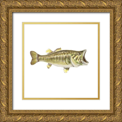 Illustrated Bass Gold Ornate Wood Framed Art Print with Double Matting by Novak, Rick