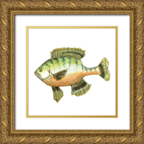Illustrated Bluegill Gold Ornate Wood Framed Art Print with Double Matting by Novak, Rick