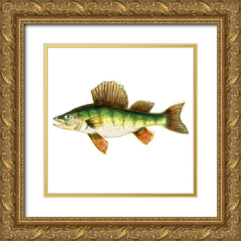 Illustrated Yellow Perch Gold Ornate Wood Framed Art Print with Double Matting by Novak, Rick