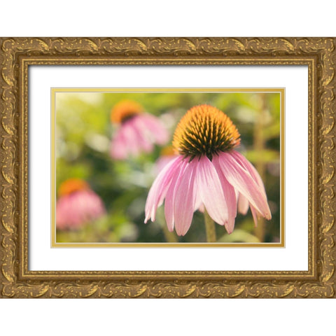 Echinancea Study I Gold Ornate Wood Framed Art Print with Double Matting by Johnson, Jason