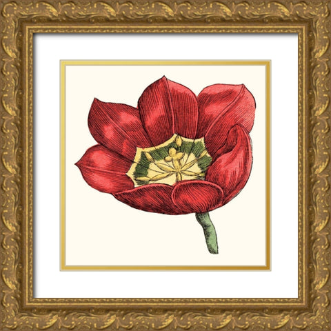 Tulip Garden VIII Gold Ornate Wood Framed Art Print with Double Matting by Vision Studio