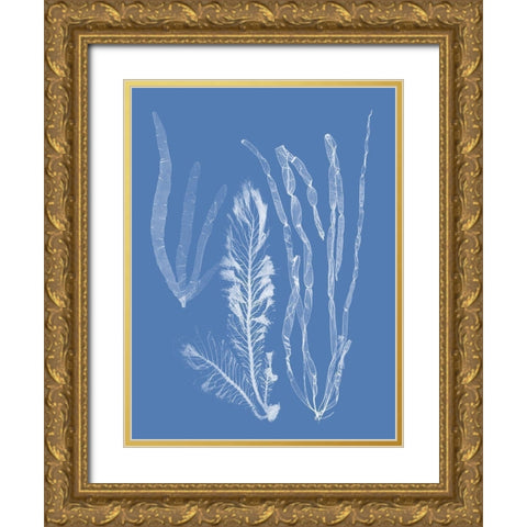 Seaweed Cyanotype IV Gold Ornate Wood Framed Art Print with Double Matting by Vision Studio
