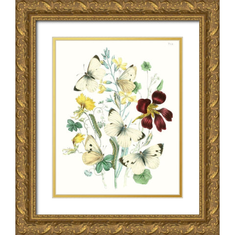 British Butterflies IV Gold Ornate Wood Framed Art Print with Double Matting by Unknown