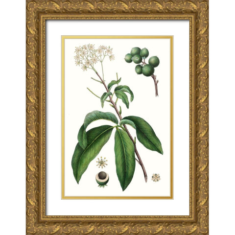Foliage and Blooms II Gold Ornate Wood Framed Art Print with Double Matting by Nuttall, Thomas