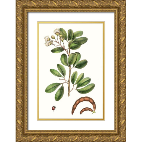Foliage and Blooms III Gold Ornate Wood Framed Art Print with Double Matting by Nuttall, Thomas