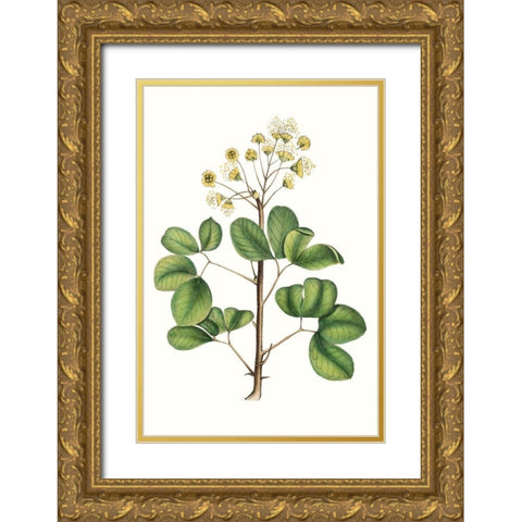 Foliage and Blooms IV Gold Ornate Wood Framed Art Print with Double Matting by Nuttall, Thomas