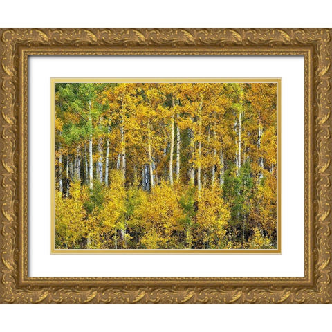 Yellow Woods III Gold Ornate Wood Framed Art Print with Double Matting by Drost, David
