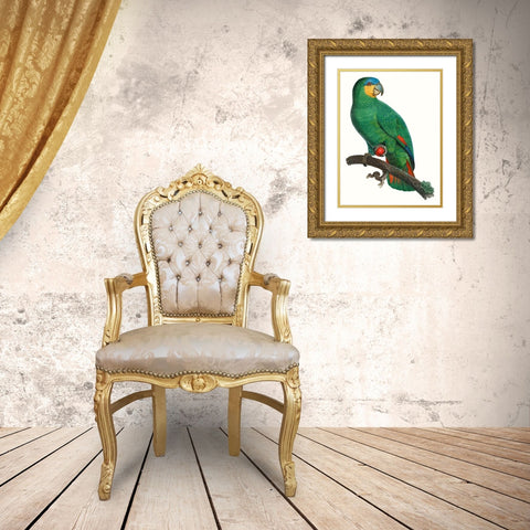 Parrot of the Tropics I Gold Ornate Wood Framed Art Print with Double Matting by Barraband