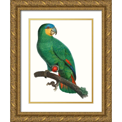 Parrot of the Tropics I Gold Ornate Wood Framed Art Print with Double Matting by Barraband
