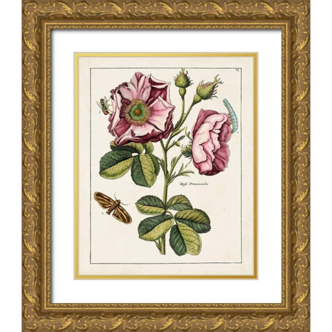 Pink Rose Gold Ornate Wood Framed Art Print with Double Matting by Unknown