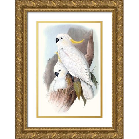 Pastel Parrots V Gold Ornate Wood Framed Art Print with Double Matting by Gould, John