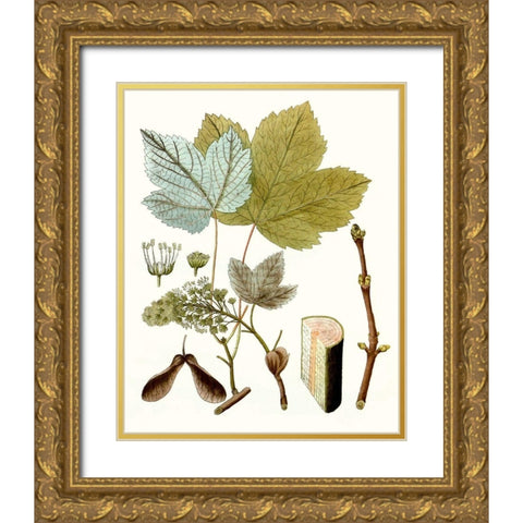 Maple Leaves IV Gold Ornate Wood Framed Art Print with Double Matting by Unknown