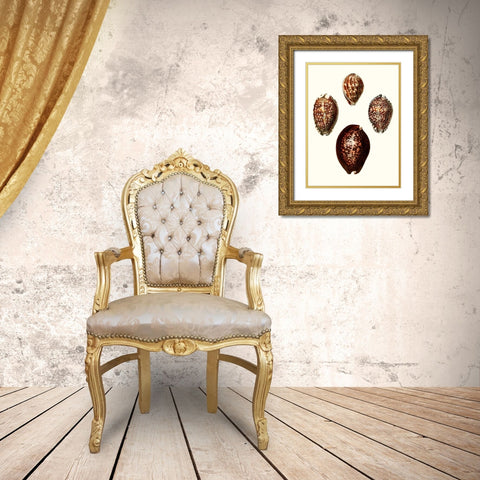 Conchologia Iconica I Gold Ornate Wood Framed Art Print with Double Matting by Unknown
