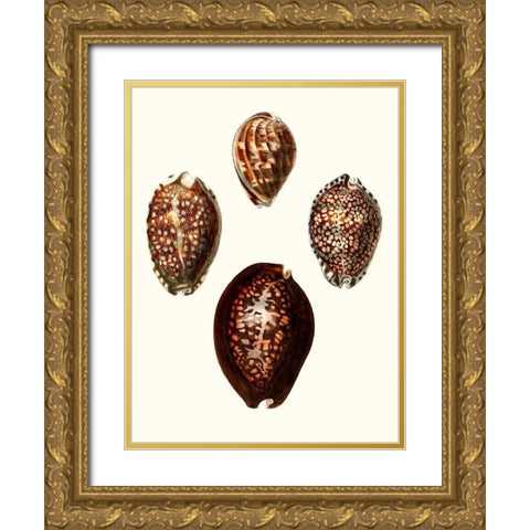 Conchologia Iconica I Gold Ornate Wood Framed Art Print with Double Matting by Unknown