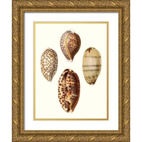 Conchologia Iconica II Gold Ornate Wood Framed Art Print with Double Matting by Unknown