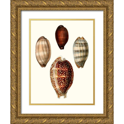 Conchologia Iconica III Gold Ornate Wood Framed Art Print with Double Matting by Unknown