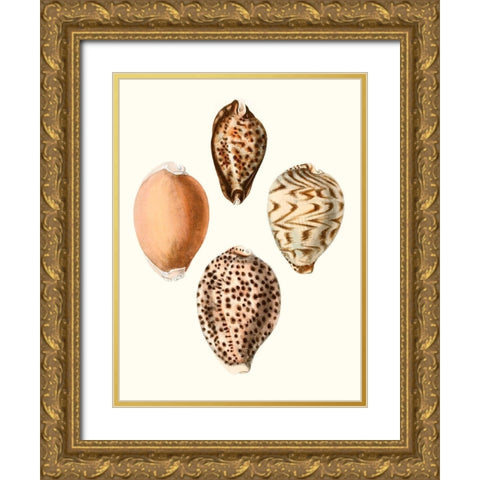 Conchologia Iconica IV Gold Ornate Wood Framed Art Print with Double Matting by Unknown